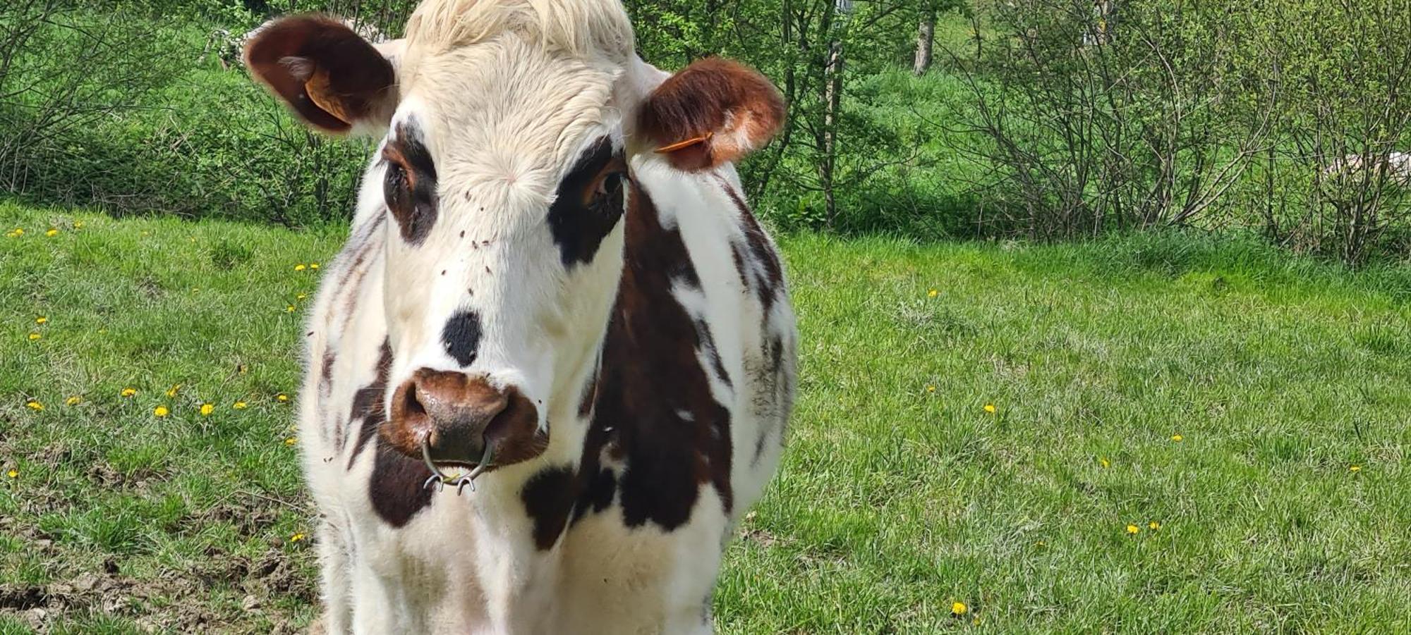 Roulotte A La Ferme Buissonniere Villa La Lande-de-Louge Eksteriør bilde